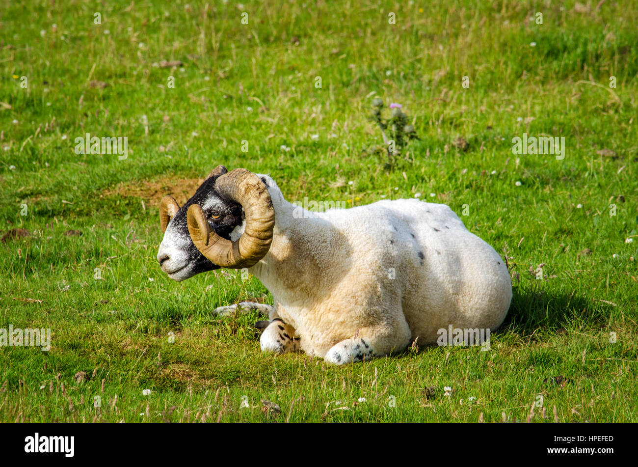 Scottish Sheep Hi Res Stock Photography And Images Alamy