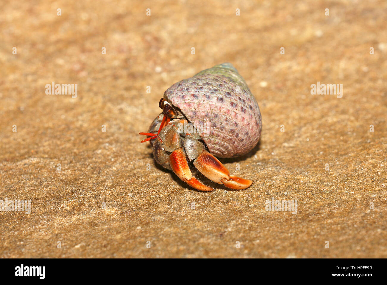 Hermit Crab (Paguroidea) in snail shell on the sandy beach, Sarawak Stock Photo, Royalty Free