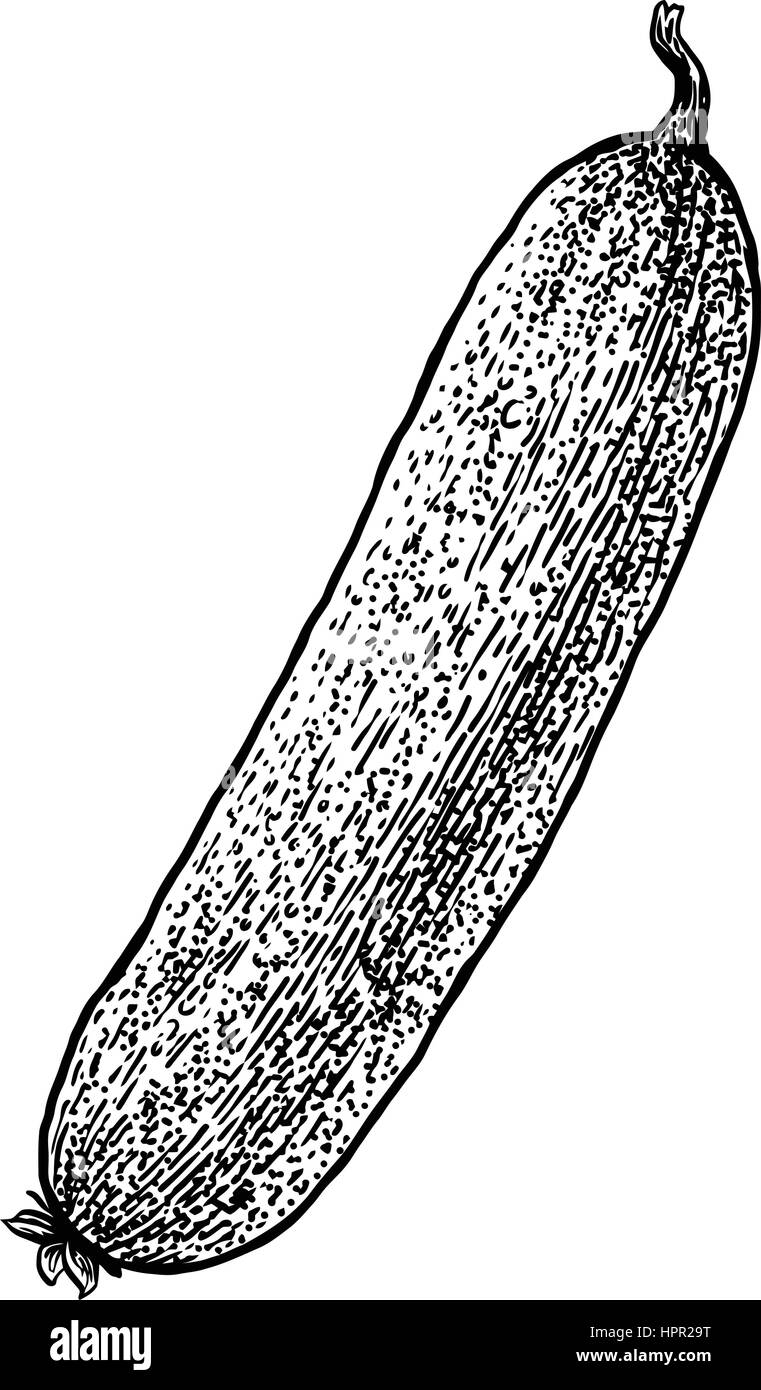 Gherkin, cucumber illustration, drawing, engraving, line art Stock ... for Drawing Cucumber
113cpg Gherkin, cucumber illustration, drawing, engraving, line art Stock ... for Drawing Cucumber
113cpg