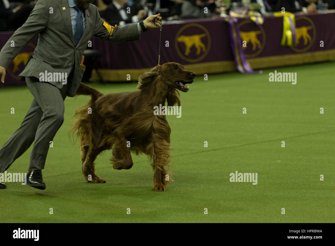 Adrian Irish Setter and handler who won Reserve Best in ...