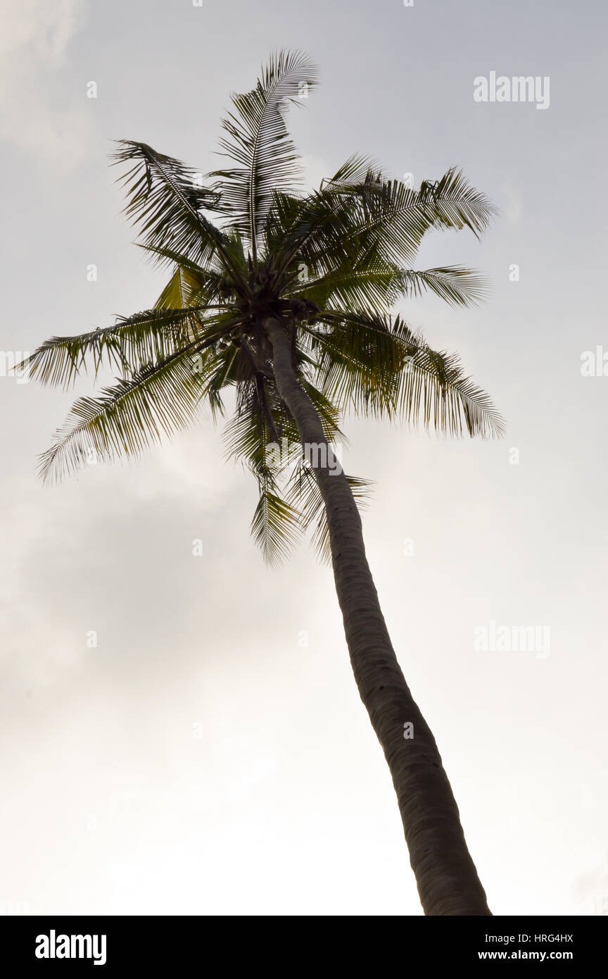 Palm Tree Isolate In A Blue Sky In Mombasa Kenya Stock Photo Alamy