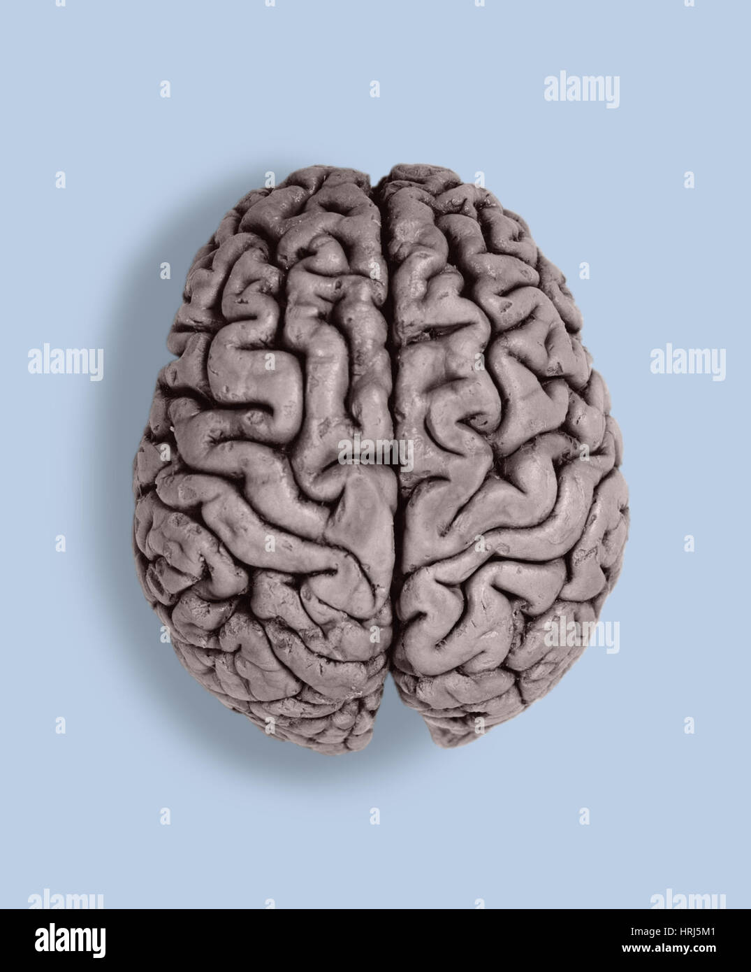 Top View Of Normal Brain Stock Photos Top View Of Normal Brain Stock