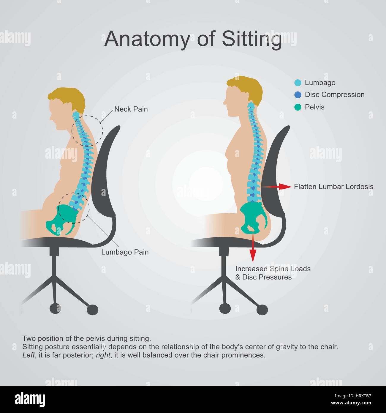 Anatomy of sitting The lumbar region is sometimes referred to as the Stock Vector Art