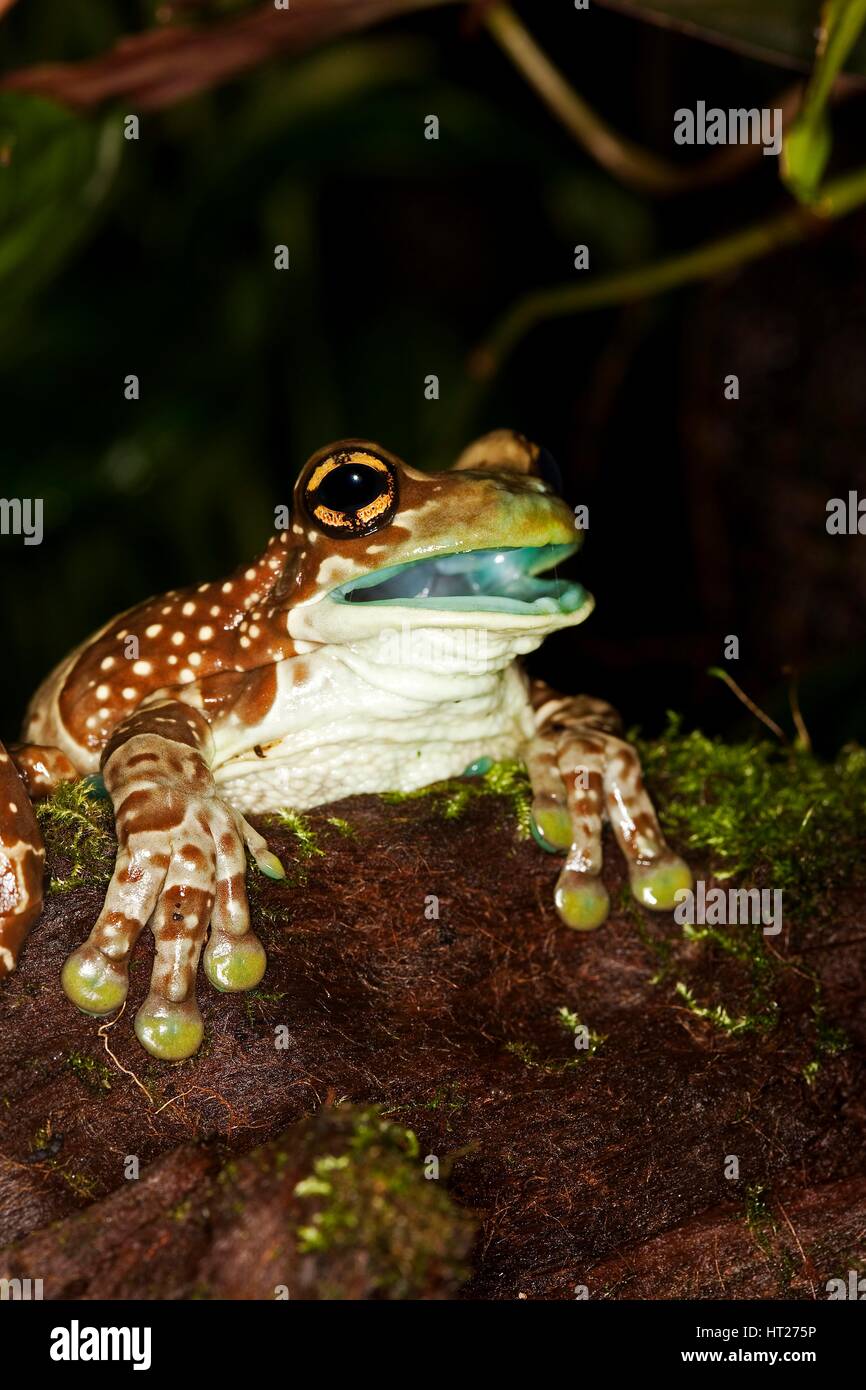 Amazon Milk Frog, phrynohyas resinifictrix, Adult with Opened Mouth Stock Photo, Royalty Free
