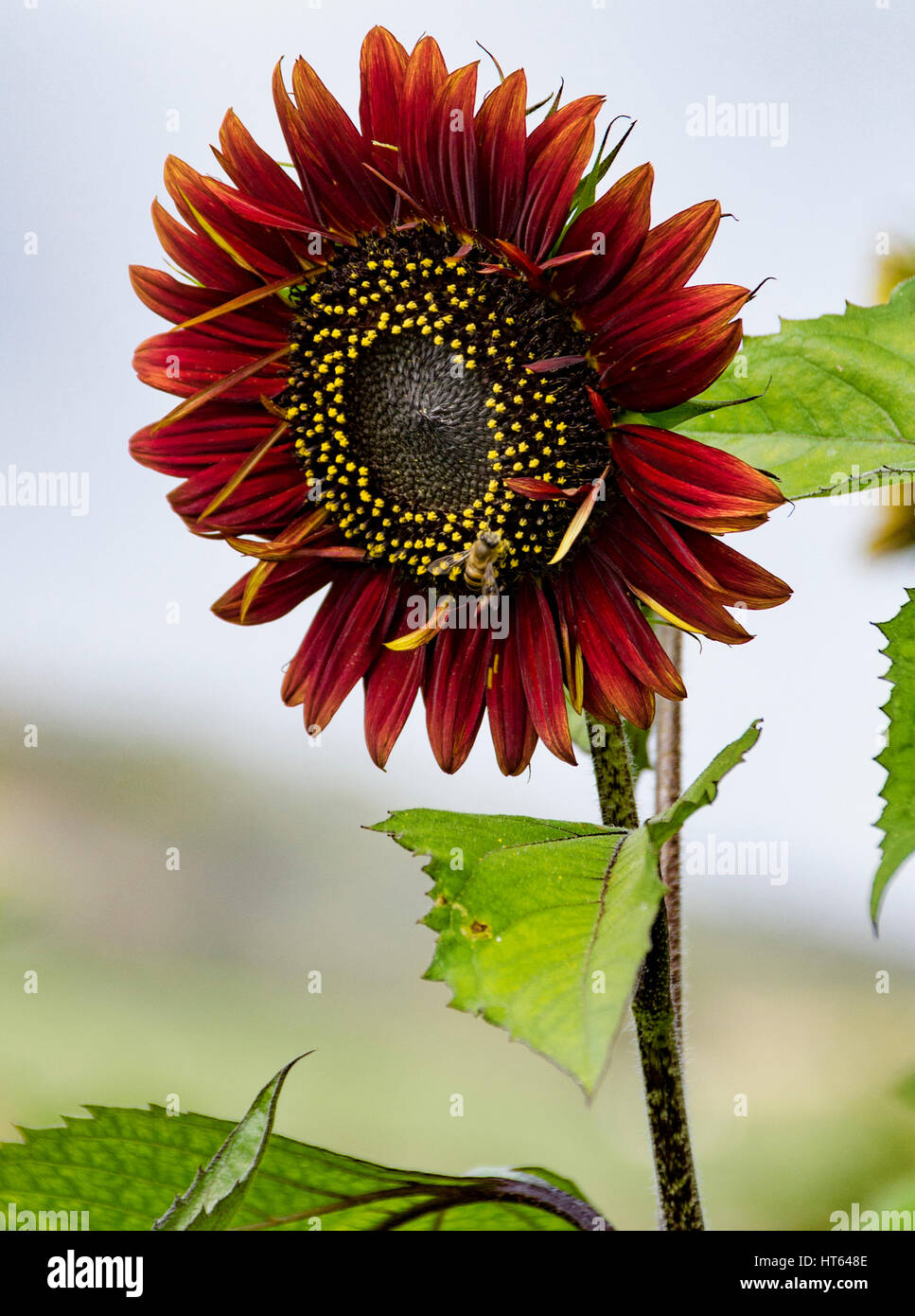 Sunflower in South Africa Stock Photo, Royalty Free Image 135359406
