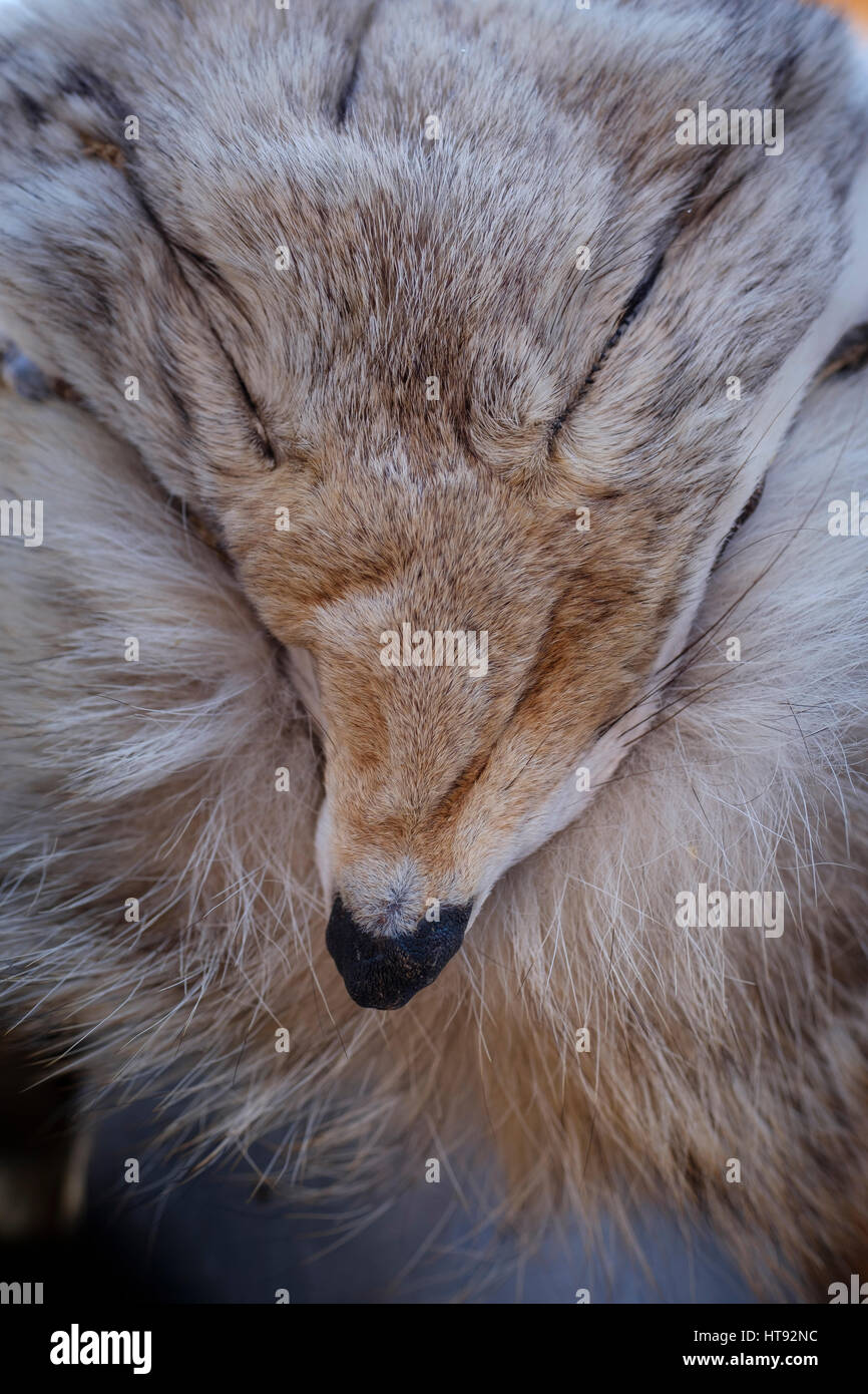 Coyote (Canis latrans) fur / pelt close-up / closeup showing the ... for Lynx Pelt
110ylc Coyote (Canis latrans) fur / pelt close-up / closeup showing the ... for Lynx Pelt
110ylc