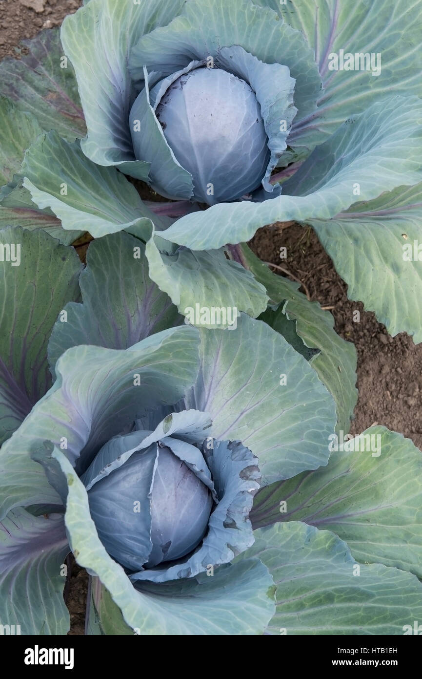 Red cabbage, farm garden of the family of mountain, , Rotkohl Stock ... for Red Cabbage Farm
83fiz Red cabbage, farm garden of the family of mountain, , Rotkohl Stock ... for Red Cabbage Farm
83fiz