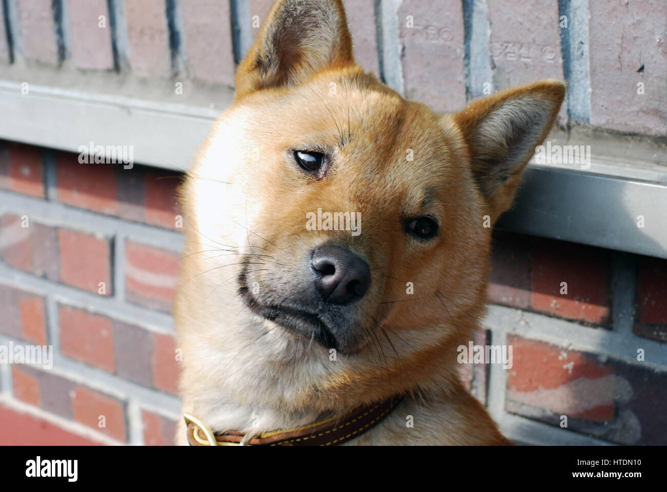 Medium brown Jindo dog Stock Photo, Royalty Free Image 135526188 Alamy
