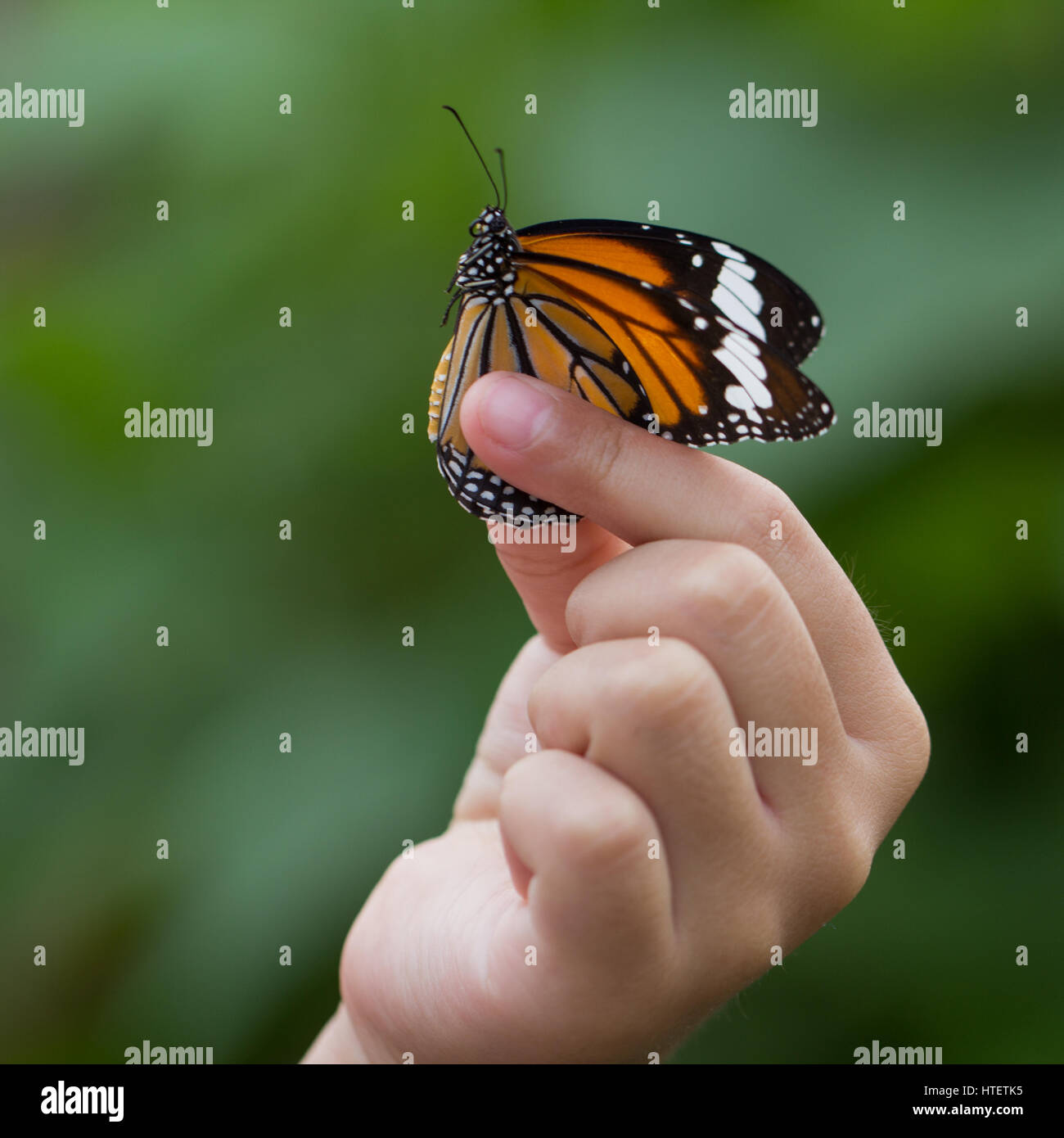 Uncategorized Butterfly Hand beautiful butterfly sitting on the girl hand stock photo royalty hand