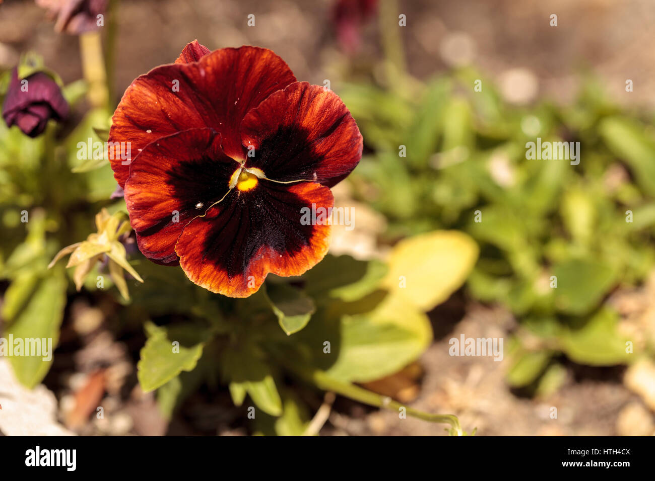 Colorful Pansy Flower Known As Viola Tricolor Var Hortensis Blooms In