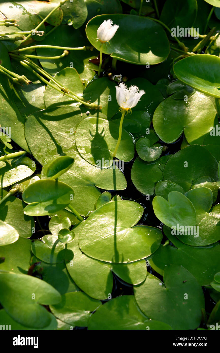 Stock Photo Water Snowflake Nymphoides Indica Flowers In A