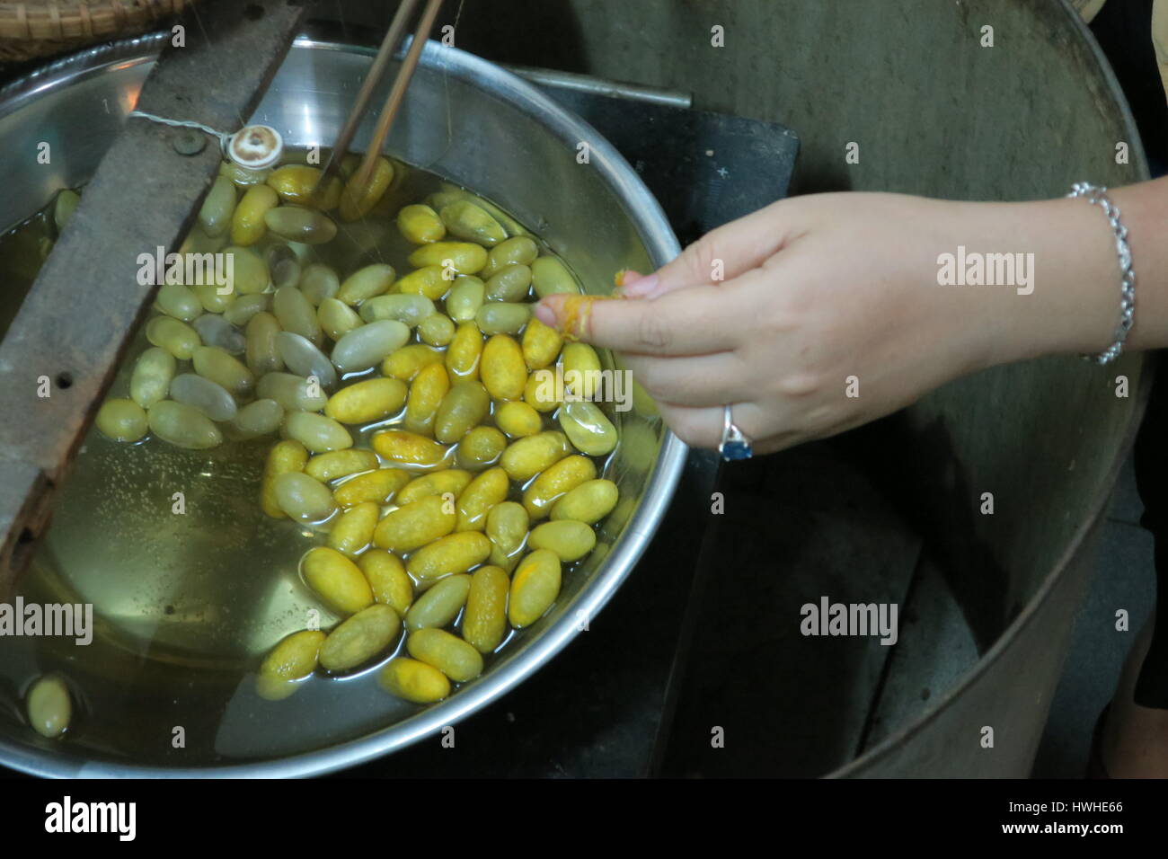 At The Silk Factory In Hoi An City In Vietnam They Raise Worms Who