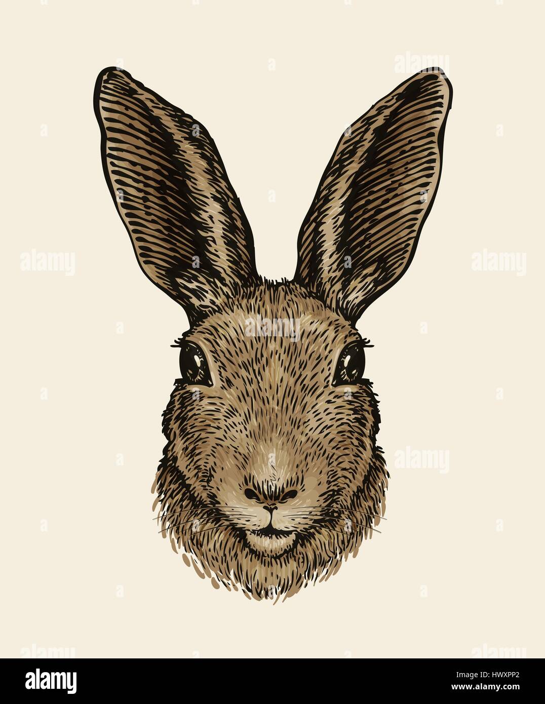 Hare Vector Illustration Easter Bunny Portrait Of Hare Sketch Vintage Vector