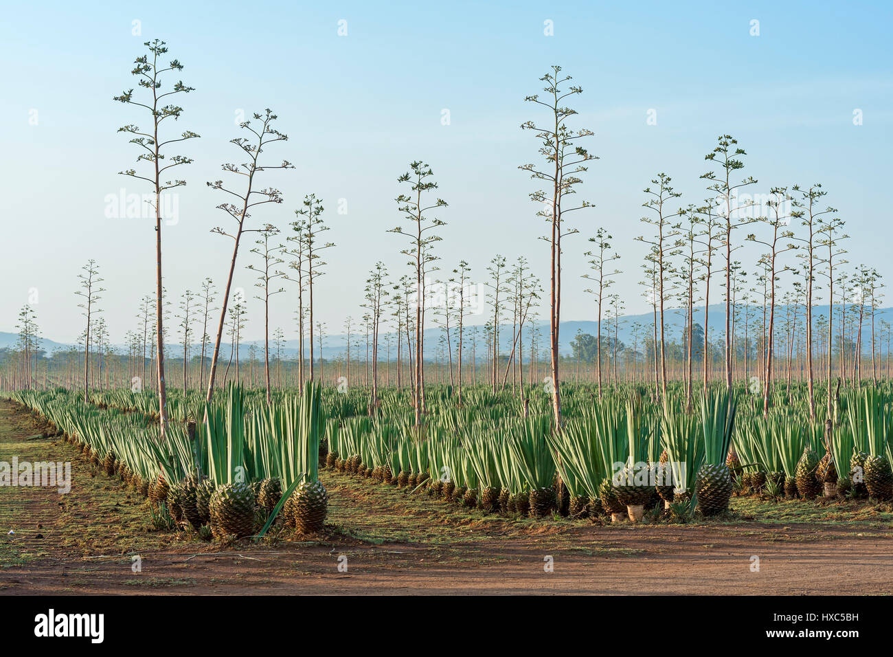Sisal agave (Agave sisalana), Plantation, Kenya Stock Photo, Royalty Free Image 136721301 Alamy