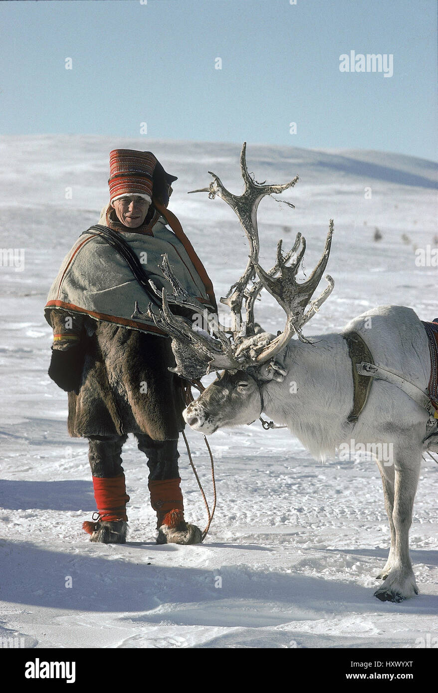 Laplander, Finnish Lapland Stock Photo, Royalty Free Image 137024352