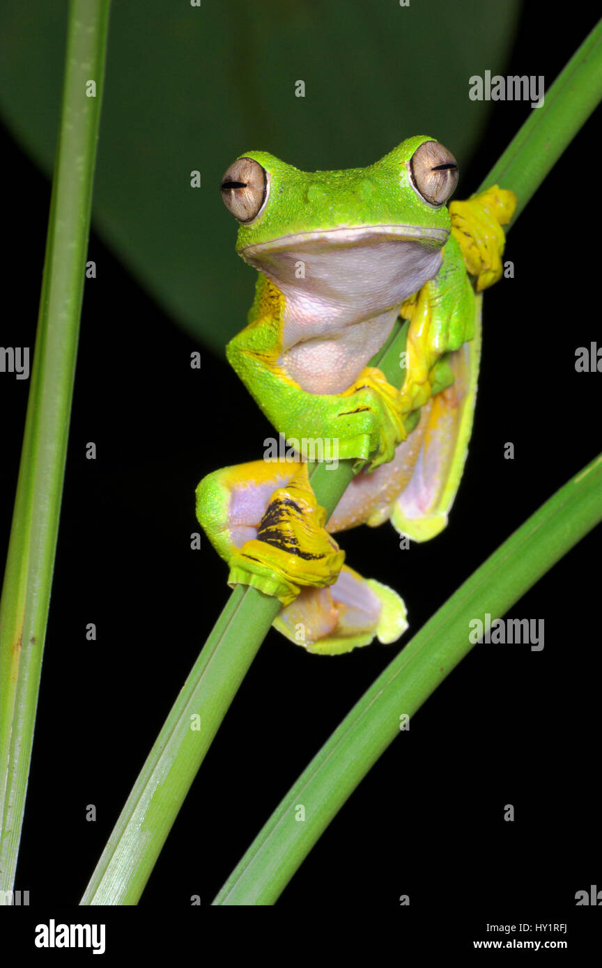 Wallace S Flying Gliding Frog Rhacophorus Nigropalmatus Perching On