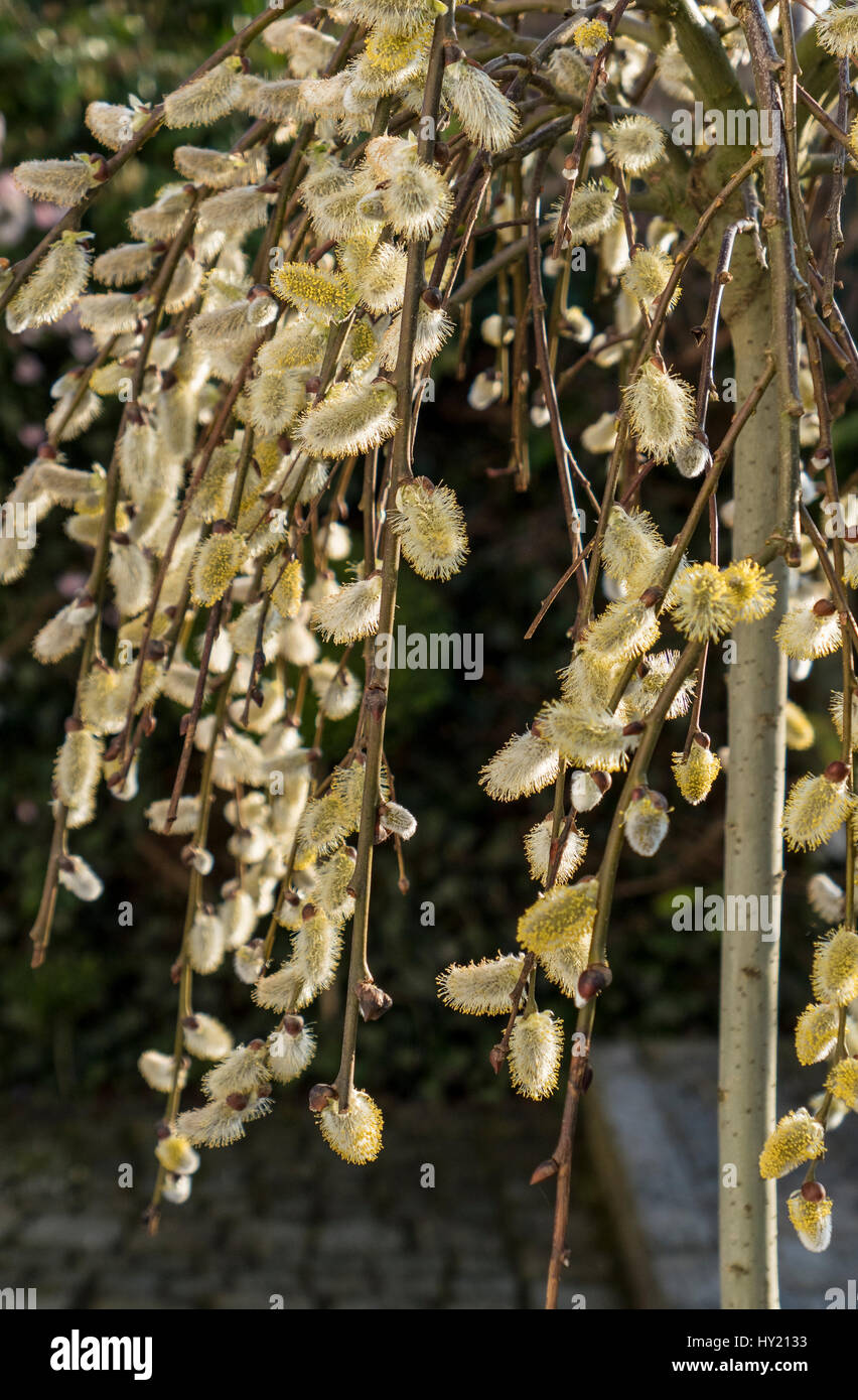 Blooming Pussy Willow Salix Caprea Stock Photo Alamy