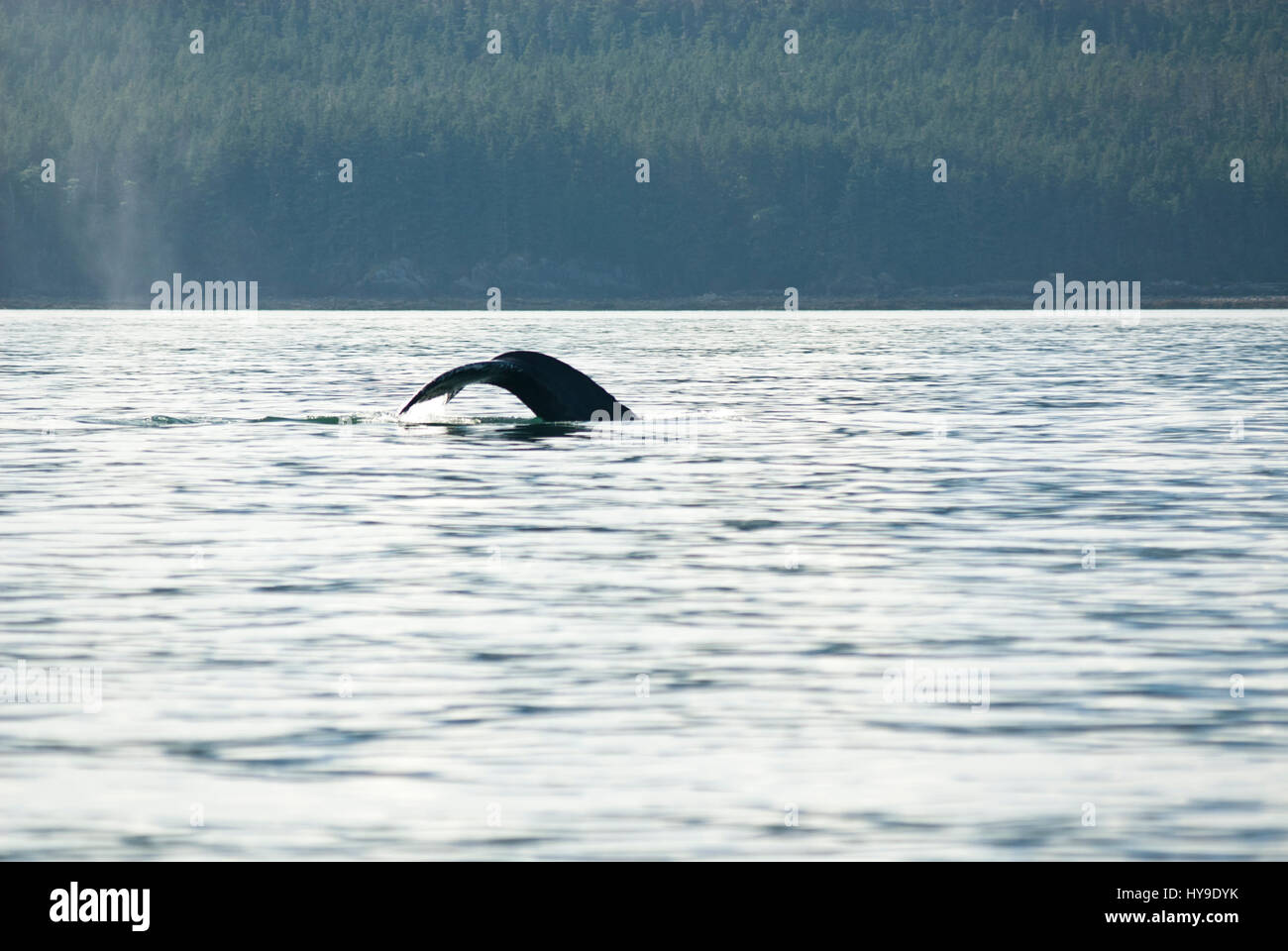 Whale Watching Adventure From Juneau Alaska Marine Life Humpback