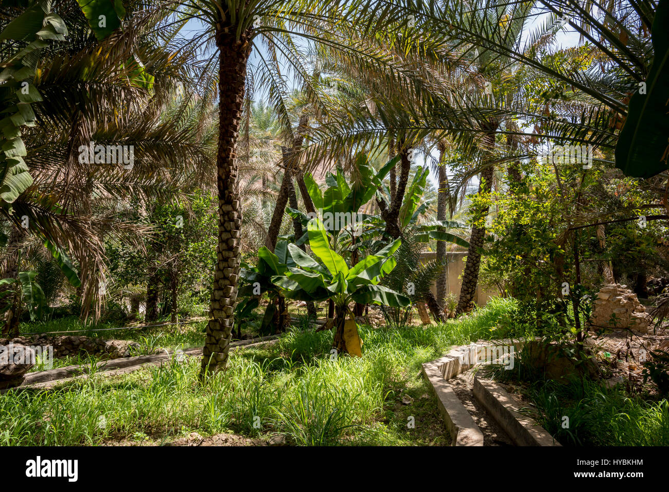 Palm grove and typical arabian garden in Wadi Bani Khalid, Sultanate