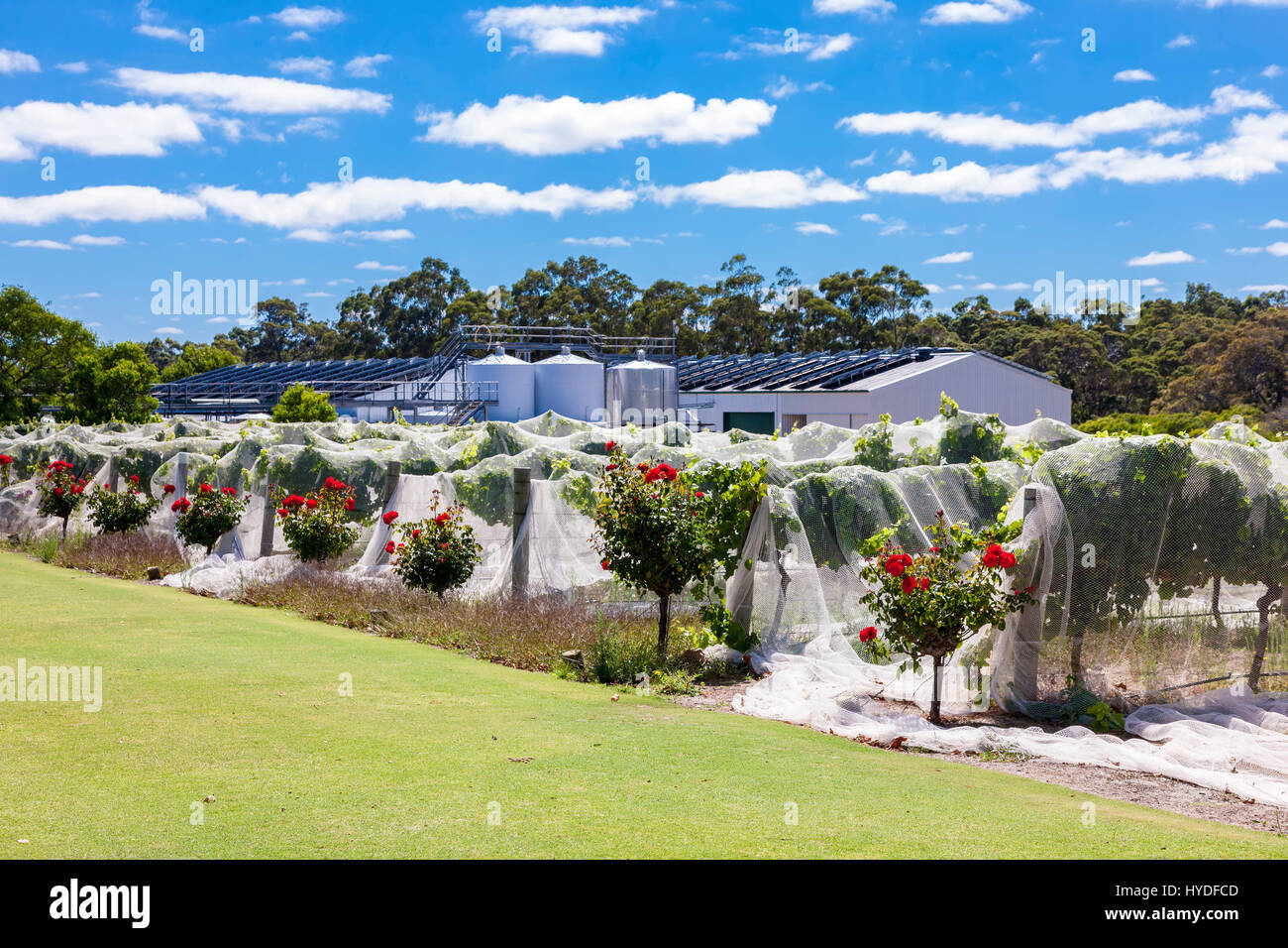 Voyager Estate vineyard, Margaret River, South Western Australia Stock
