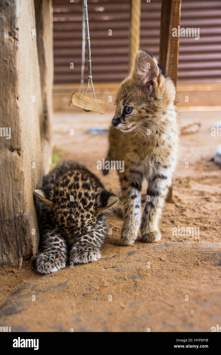 Serval Cat in South Africa Stock Photo, Royalty Free Image 137417935