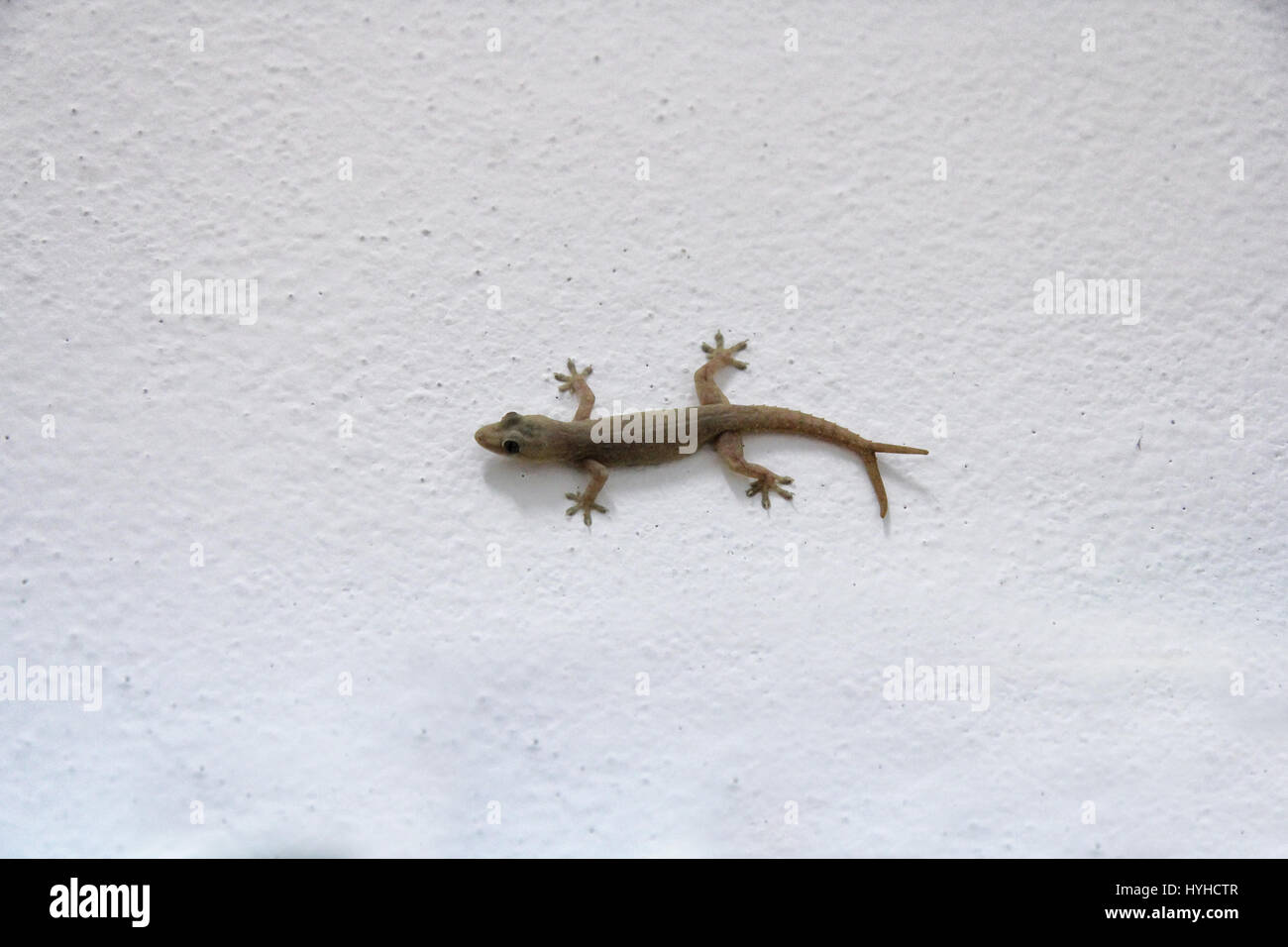 gecko climbing wall stock photos & gecko climbing wall stock gecko climbing wall stock photos & gecko climbing wall stock