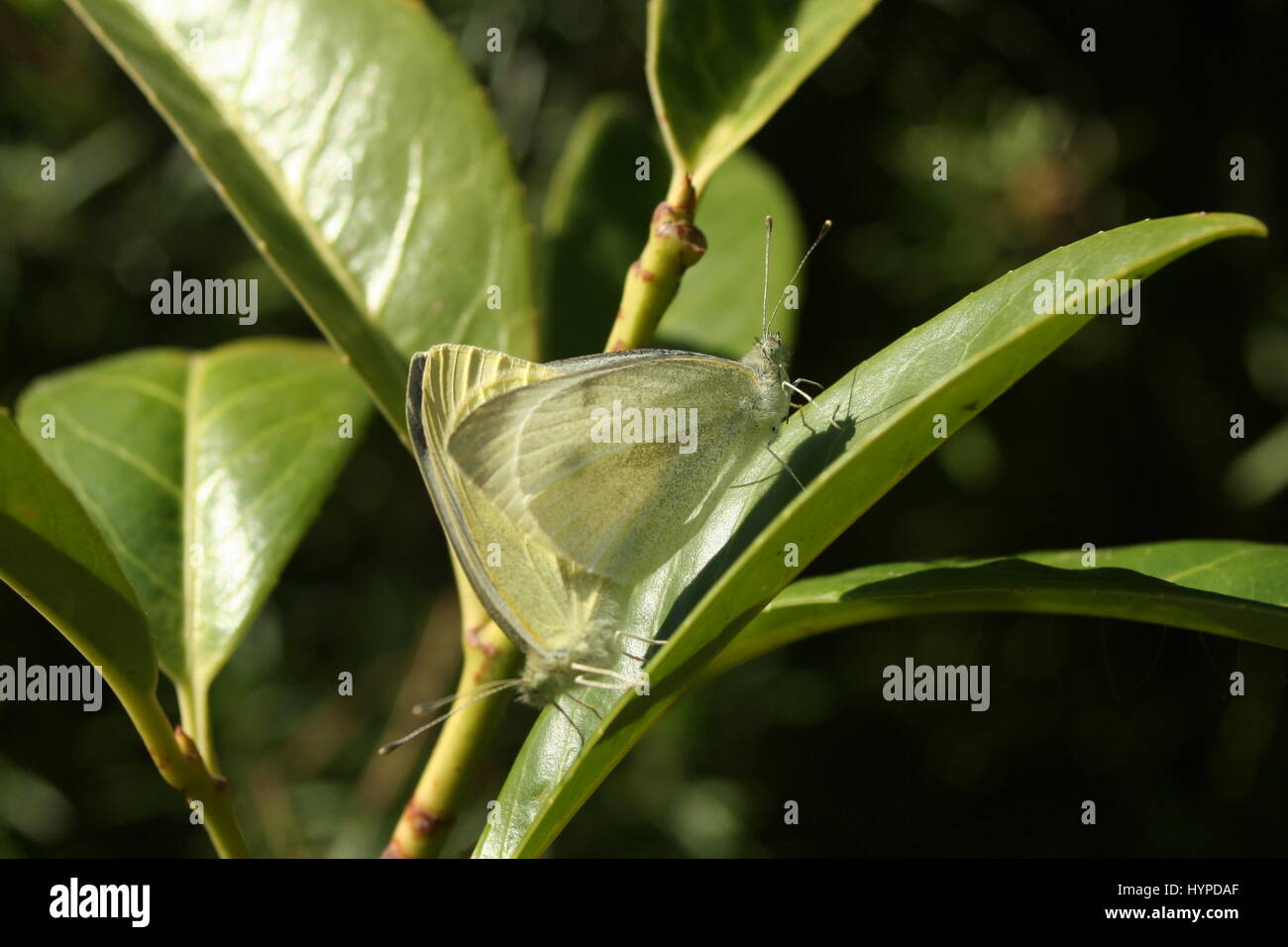 Mating Butterflies Hi Res Stock Photography And Images Alamy