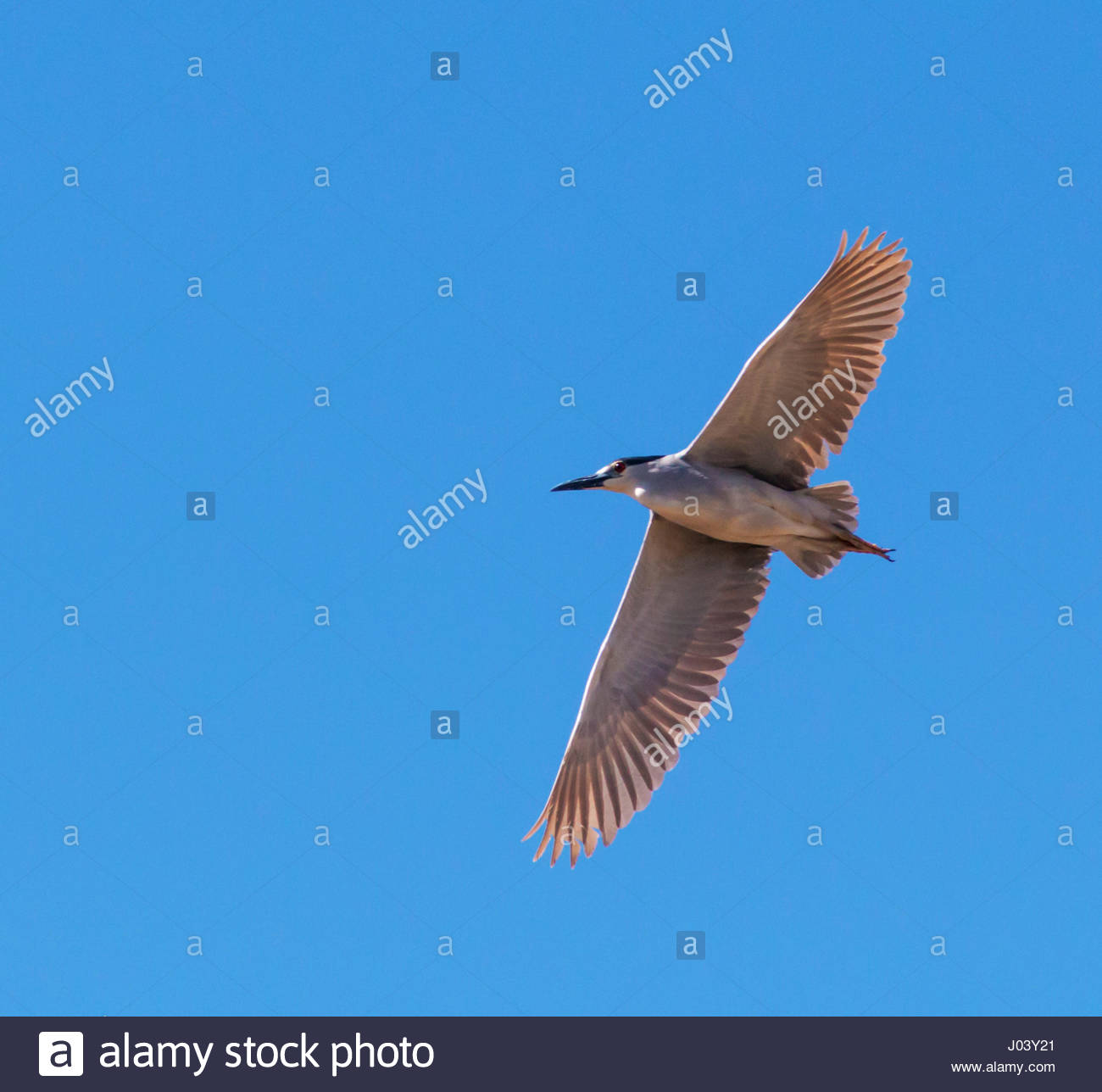 black-crowned-night-heron-nycticorax-nyc