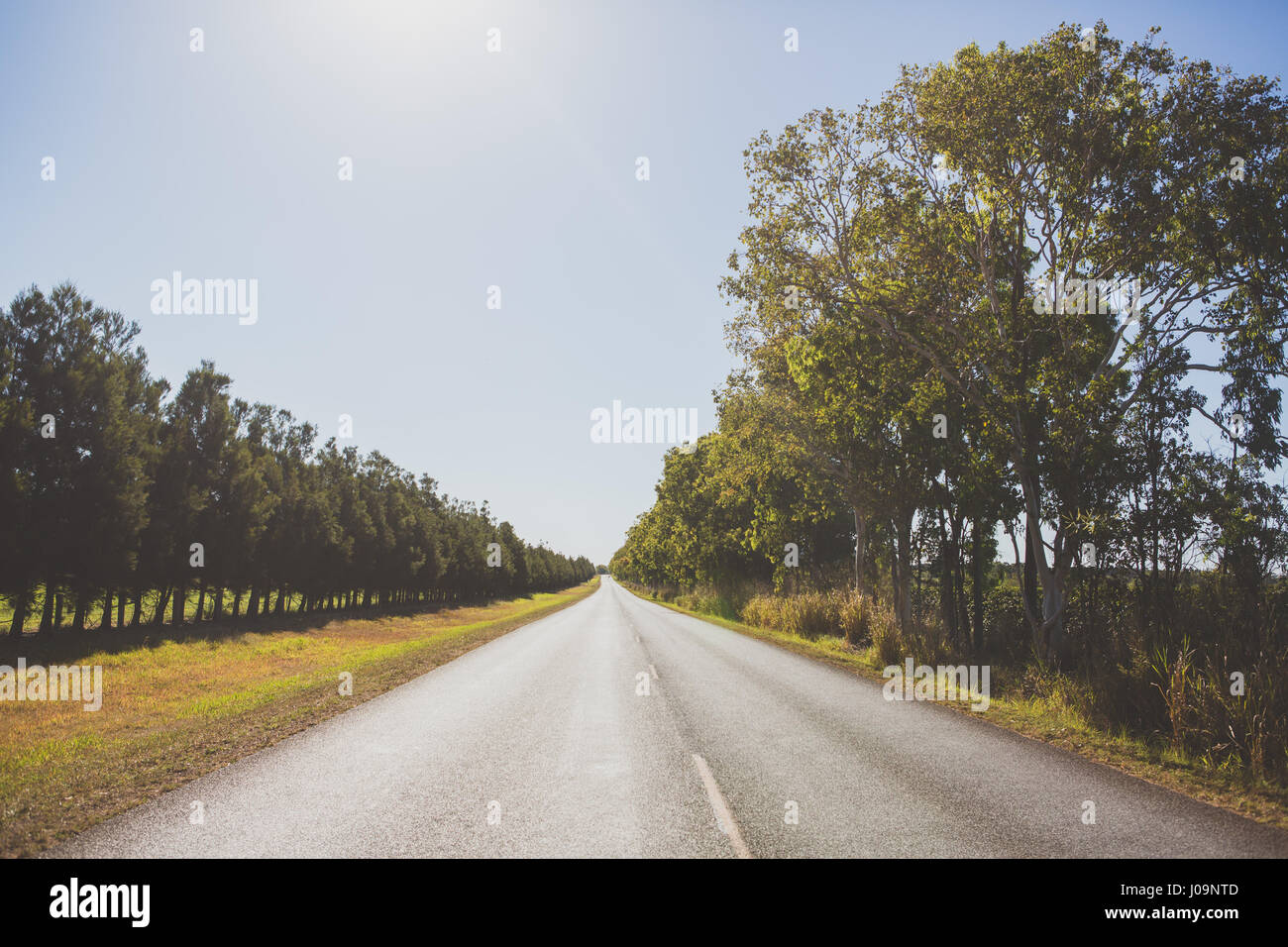 Empty straight road lined with trees in North Queensland ... for Straight Road With Trees
70ref Empty straight road lined with trees in North Queensland ... for Straight Road With Trees
70ref