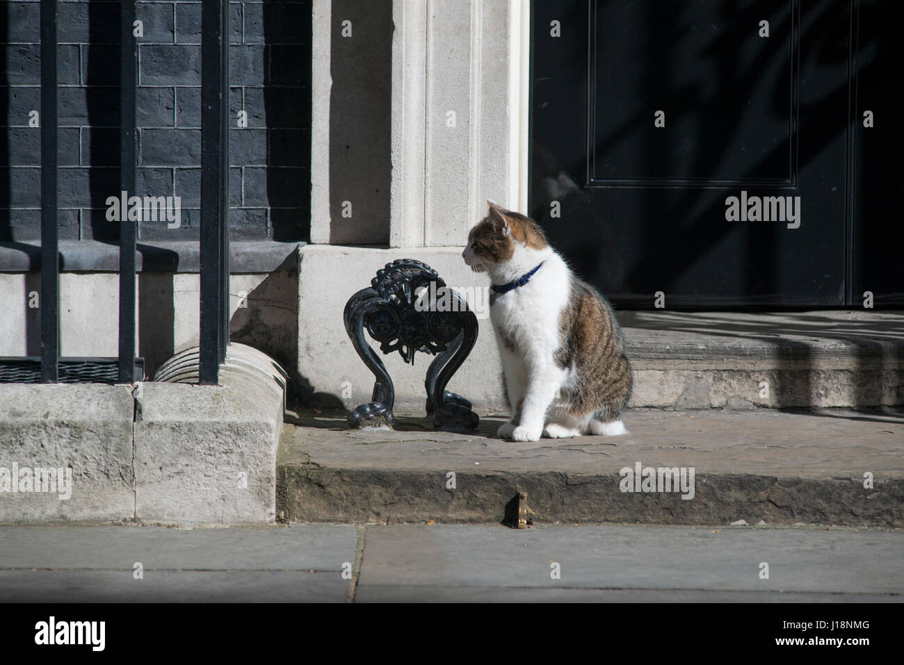 Larry the No 10 cat sits on the Downing Street doorstep looking left