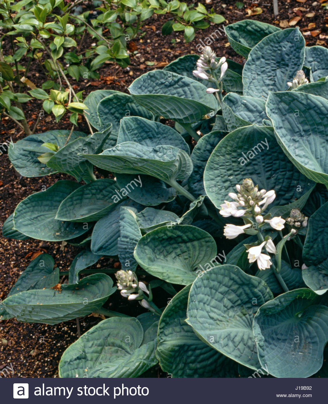 HOSTA 'BIG DADDY' Stock Photo, Royalty Free Image: 138504046 - Alamy
