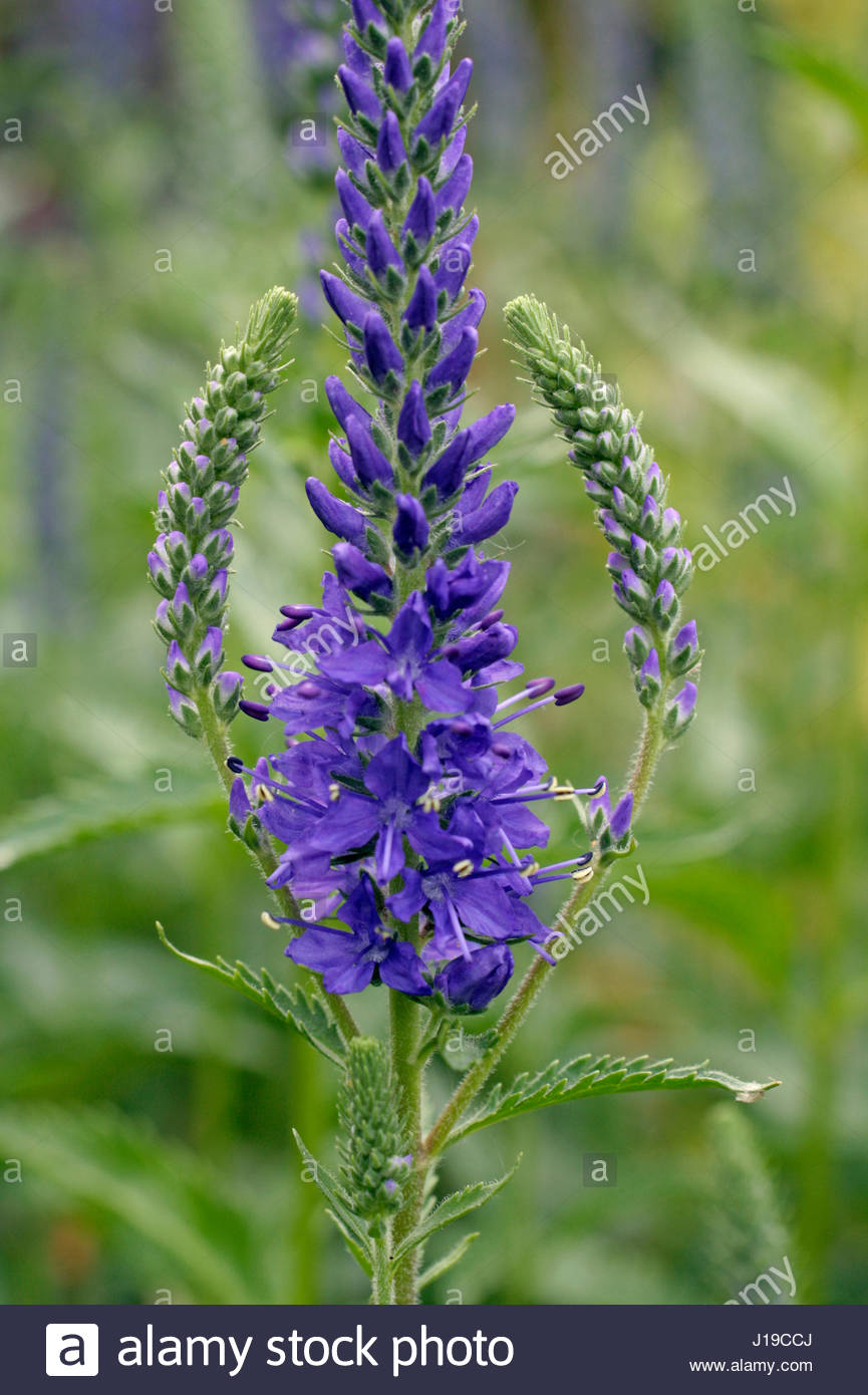 VERONICA SPICATA (SPIKED SPEEDWELL Stock Photo, Royalty Free Image