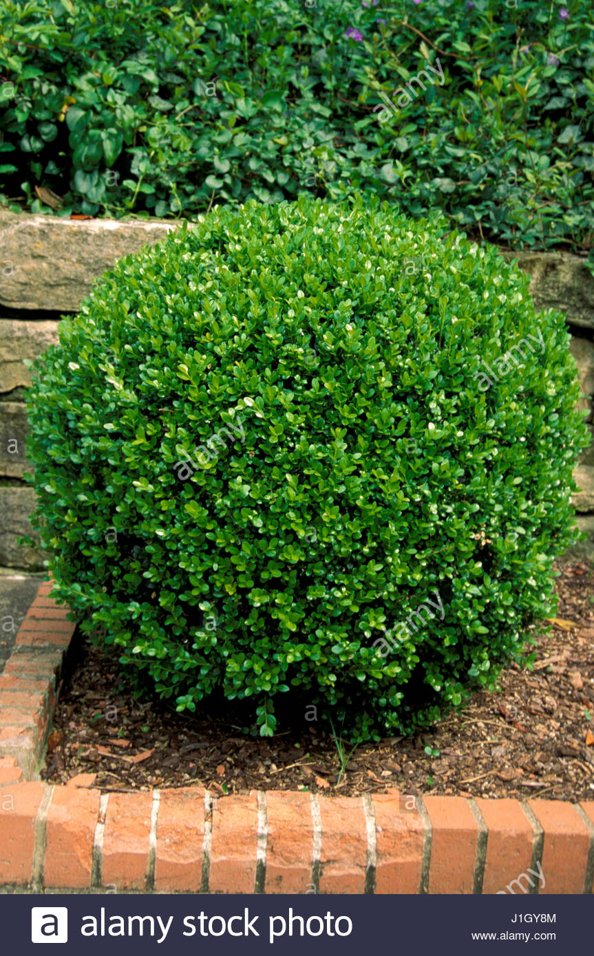 Best Time To Plant Boxwoods Best Time To Plant Boxwoods