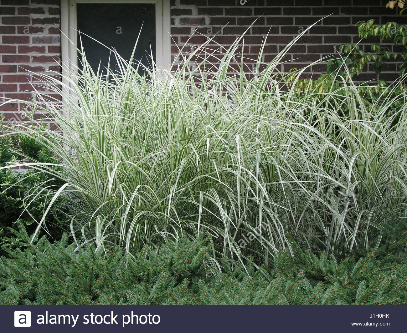 MISCANTHUS SINENSIS DIXIELAND Stock Photo: 138671279 - Alamy