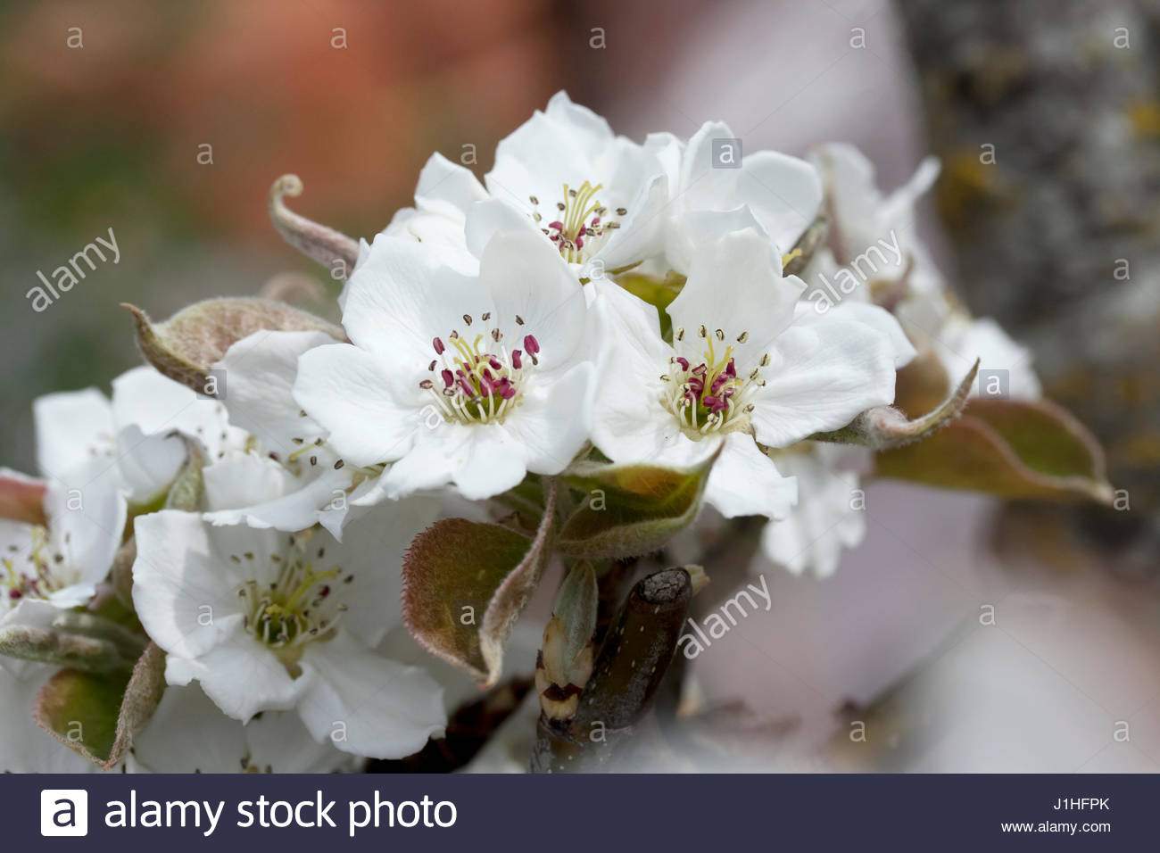 Asian pear flower Pete duel and erotic fantasies