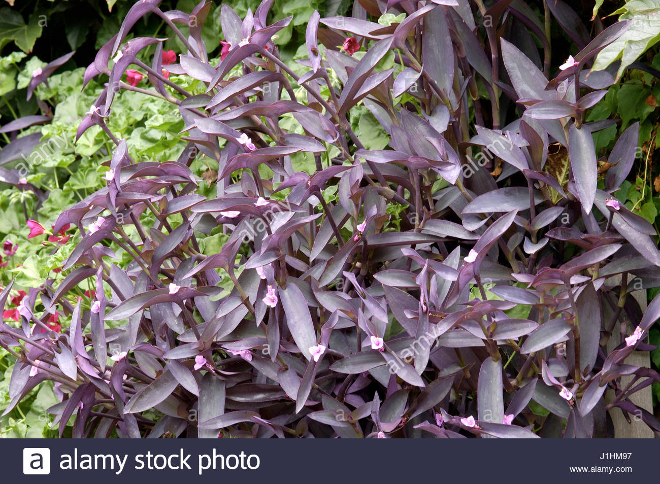 SETCREASEA PURPUREA (TRADESCANTIA PALLIDA Stock Photo: 138686723 - Alamy