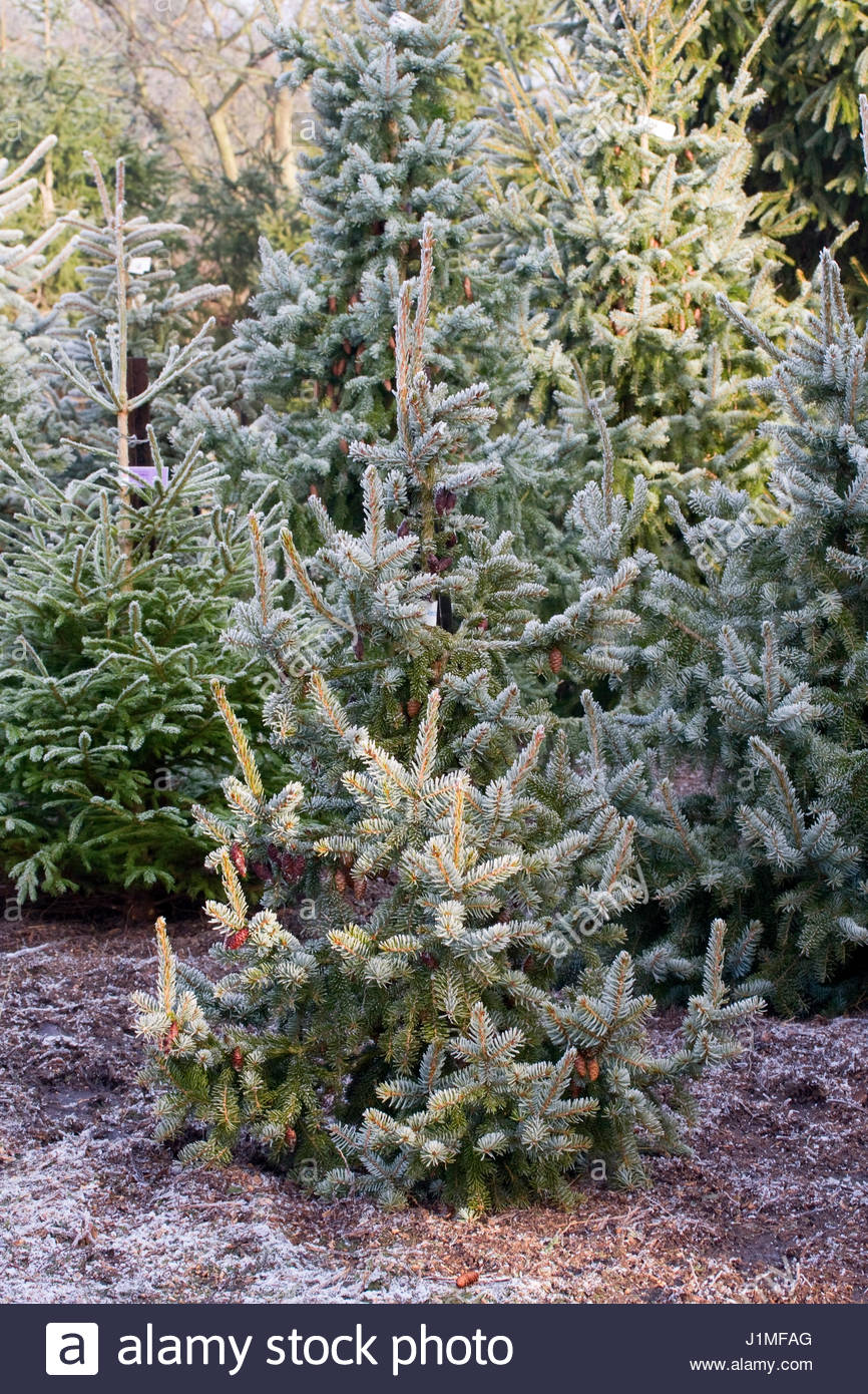 picea omorika serbian spruce the christmas tree farm picea omorika serbian spruce the christmas tree farm