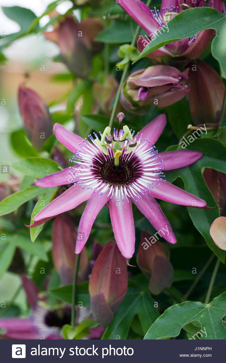 Maracuja O Frutto Della Passione: Proprietà Di Bellezza - Foto 11