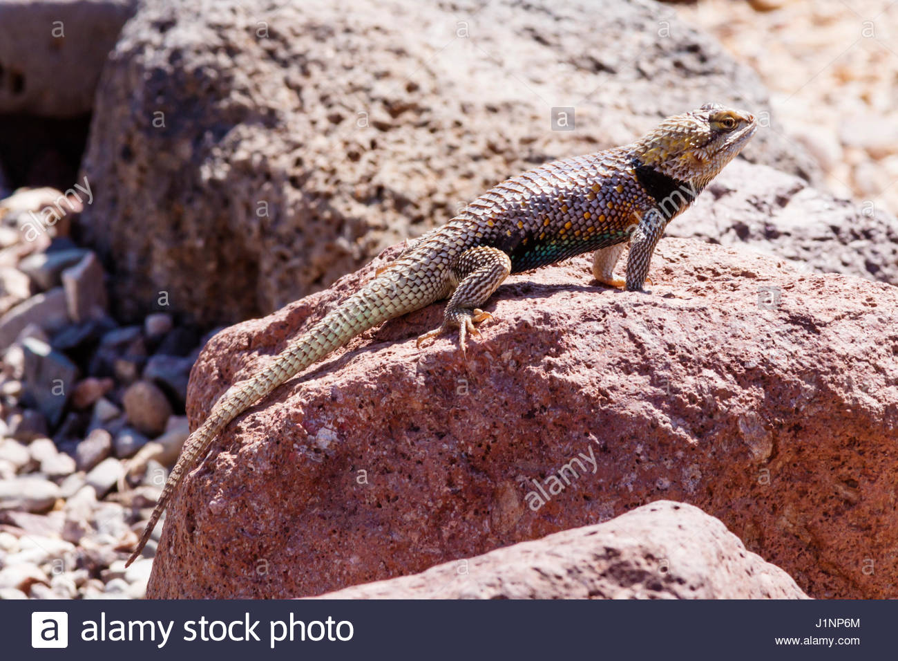 desert-spiny-lizard-sceloporus-magister-