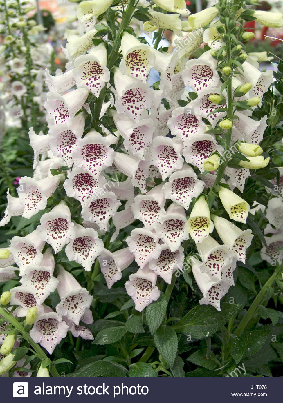 DIGITALIS CAMELOT LAVENDER (FOXGLOVE Stock Photo 138824652 Alamy