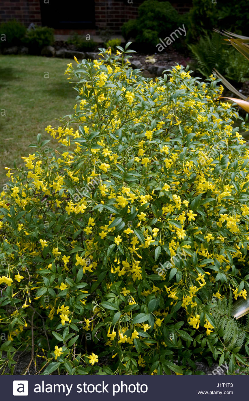 JASMINUM HUMILE Stock Photo, Royalty Free Image 138825907 Alamy