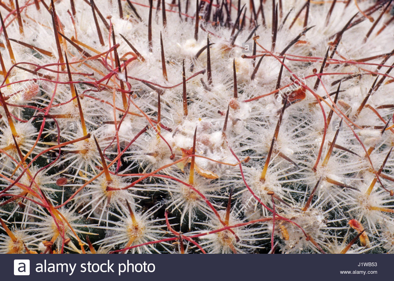 MEALY BUG ON A CACTUS Stock Photo, Royalty Free Image 138855167 Alamy