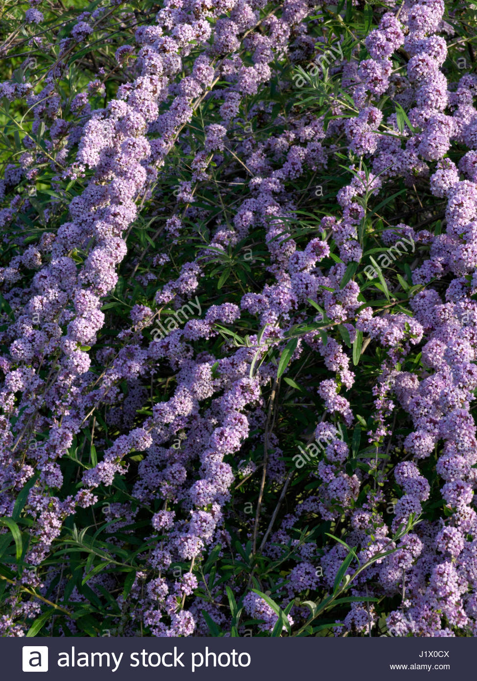BUDDLEJA ALTERNIFOLIA FOUNTAIN BUDDLEIA Stock Photo, Royalty Free Image ...