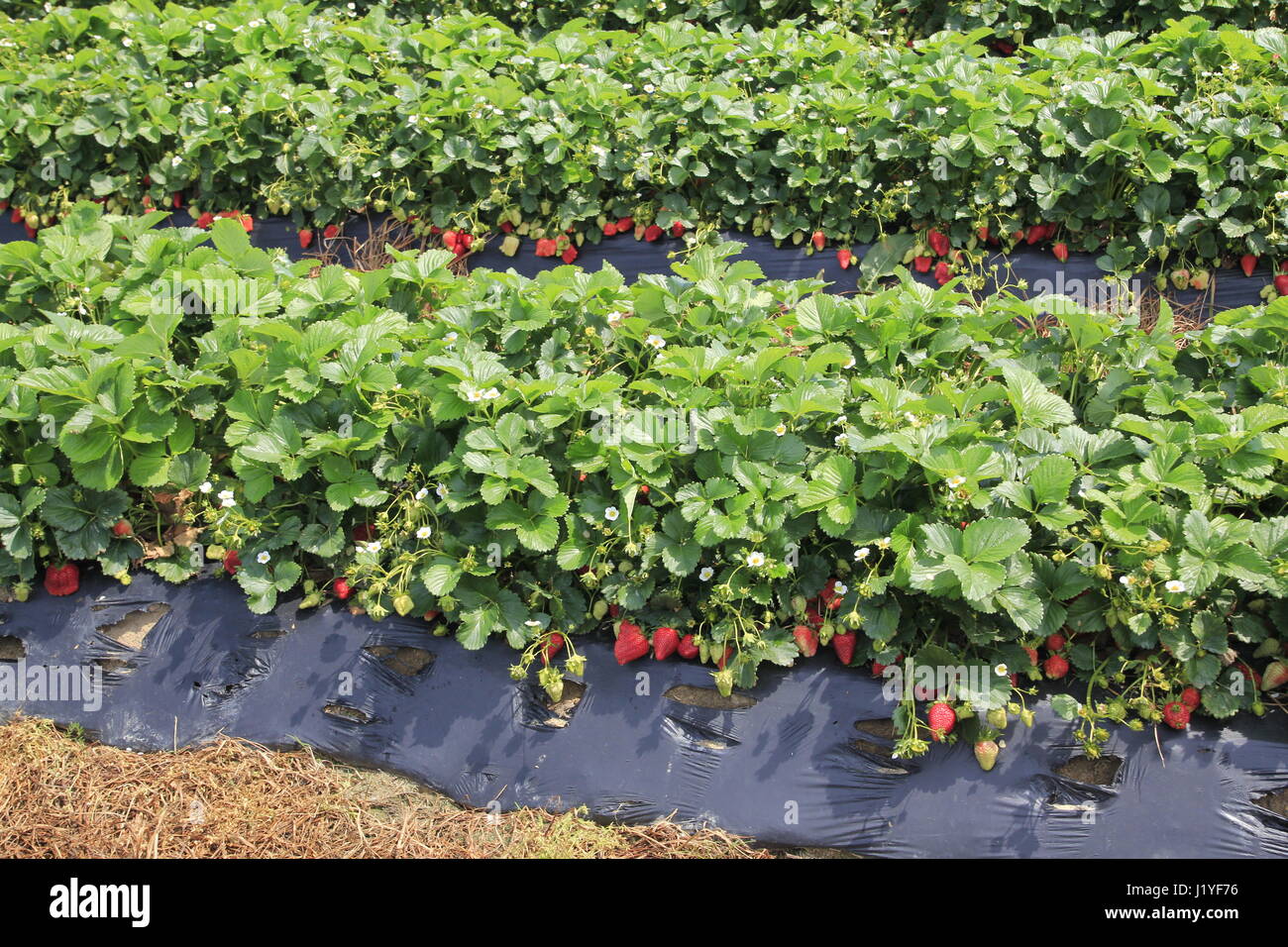 Strawberry plants in rows on strawberry farm North Carolina USA Stock