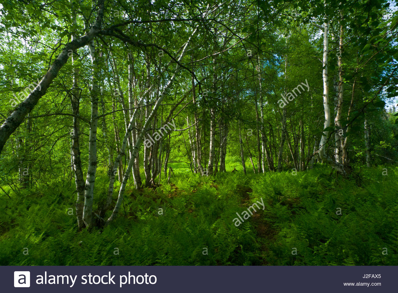 Lush green forest with ferns and deciduous Paper Birch trees Stock