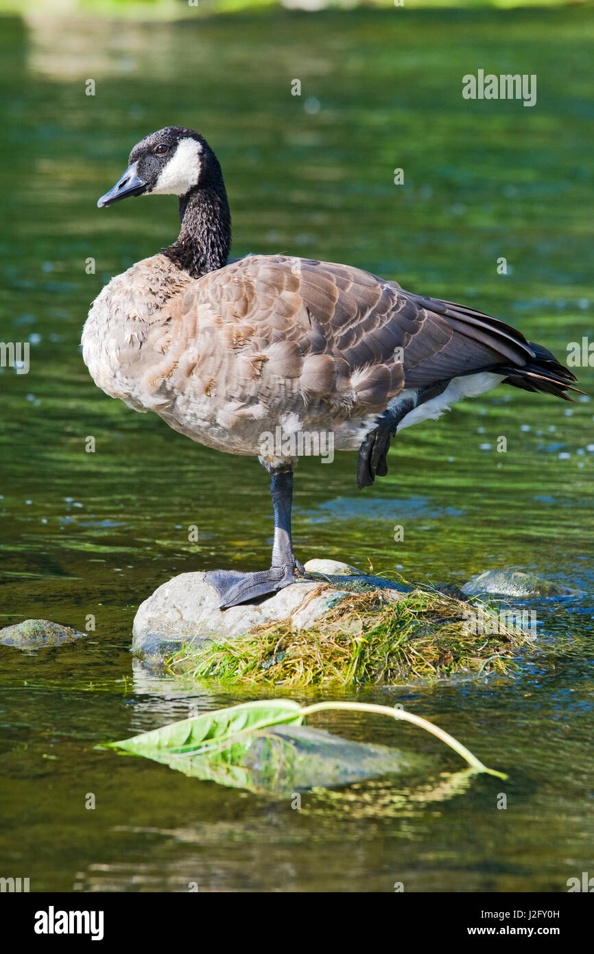 canada goose shop los angeles canada goose shop los angeles