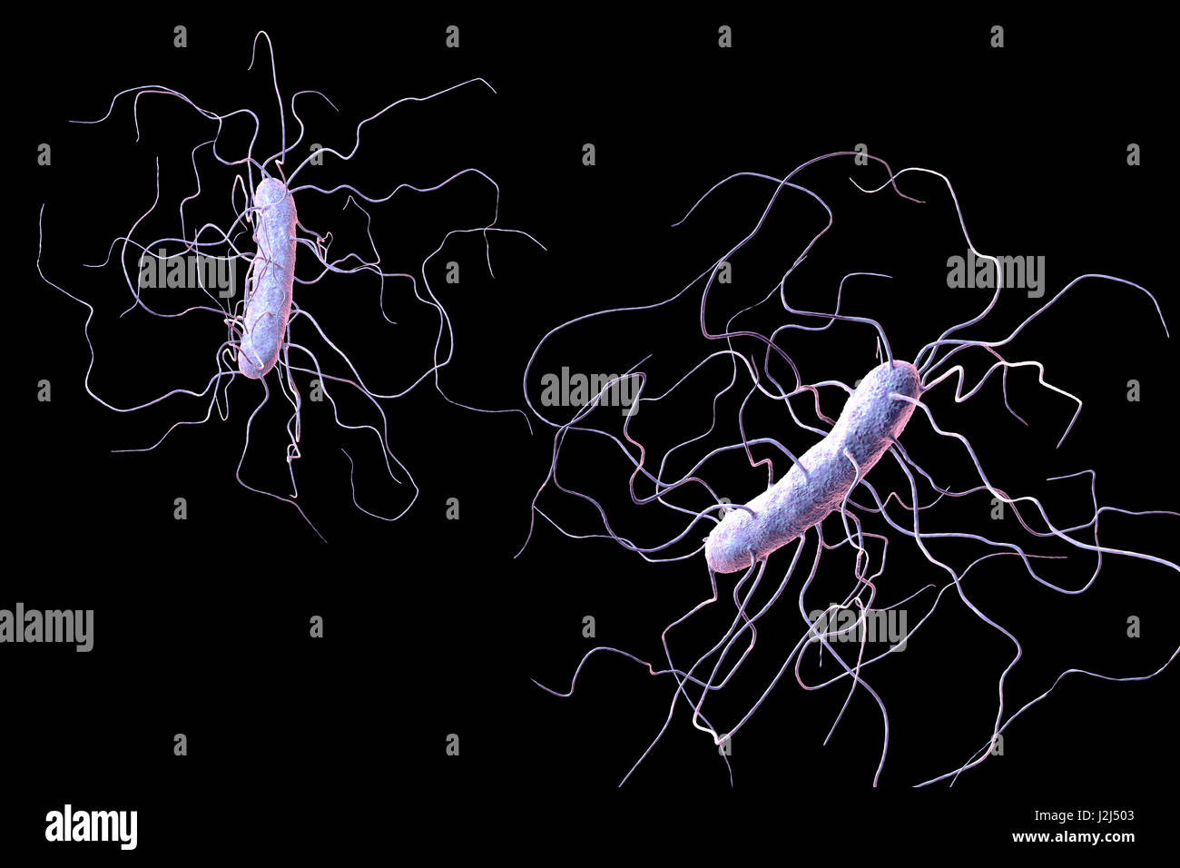 clostridium difficile Clostridium difficile is a gram-positive, anaerobic, spore-forming bacillus that is responsible for the development of antibiotic-associated diarrhea and colitis. clostridium difficile Clostridium difficile is a gram-positive, anaerobic, spore-forming bacillus that is responsible for the development of antibiotic-associated diarrhea and colitis.