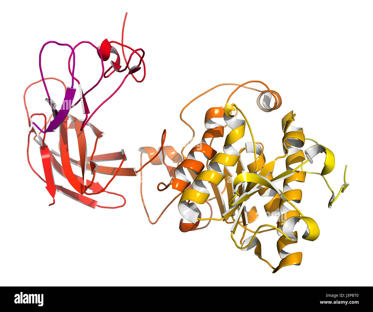 Human pancreatic lipase (HPL) enzyme, in complex with colipase Stock