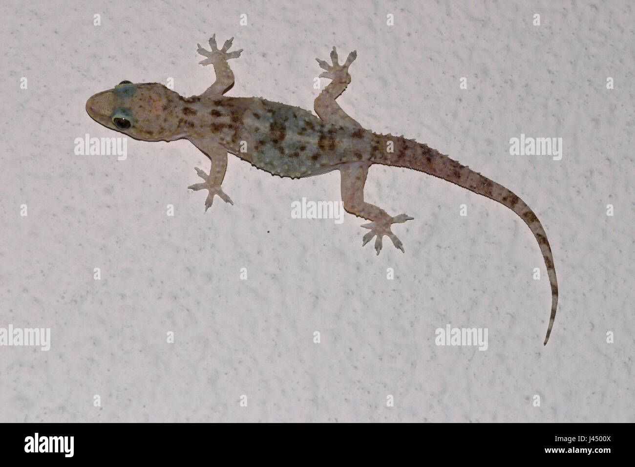 wall lizard gecko stock photos & wall lizard gecko stock images wall lizard gecko stock photos & wall lizard gecko stock images