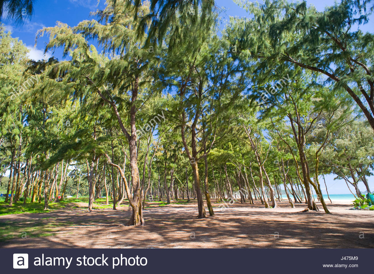 Ironwood trees along shoreline at Waimanalo Bay Beach Park Stock Photo